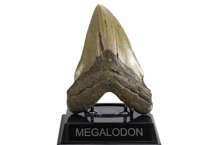 Fossil Megalodon Tooth - North Carolina #340841